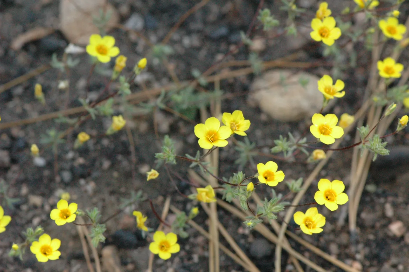 Leptosiphon aureus
