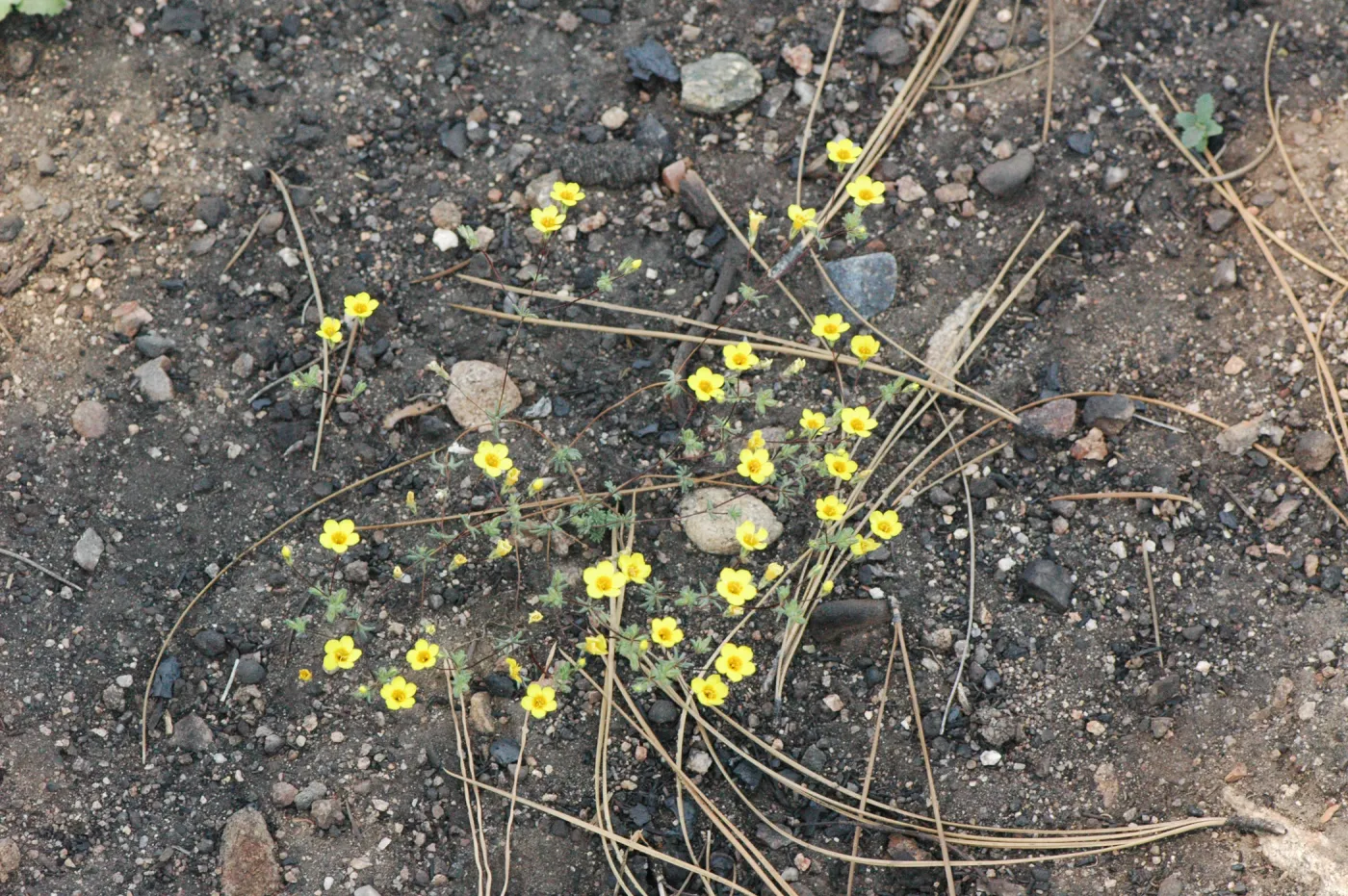 Leptosiphon aureus