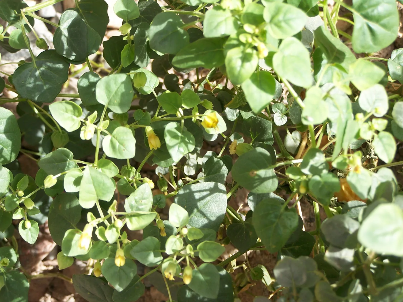 Physalis