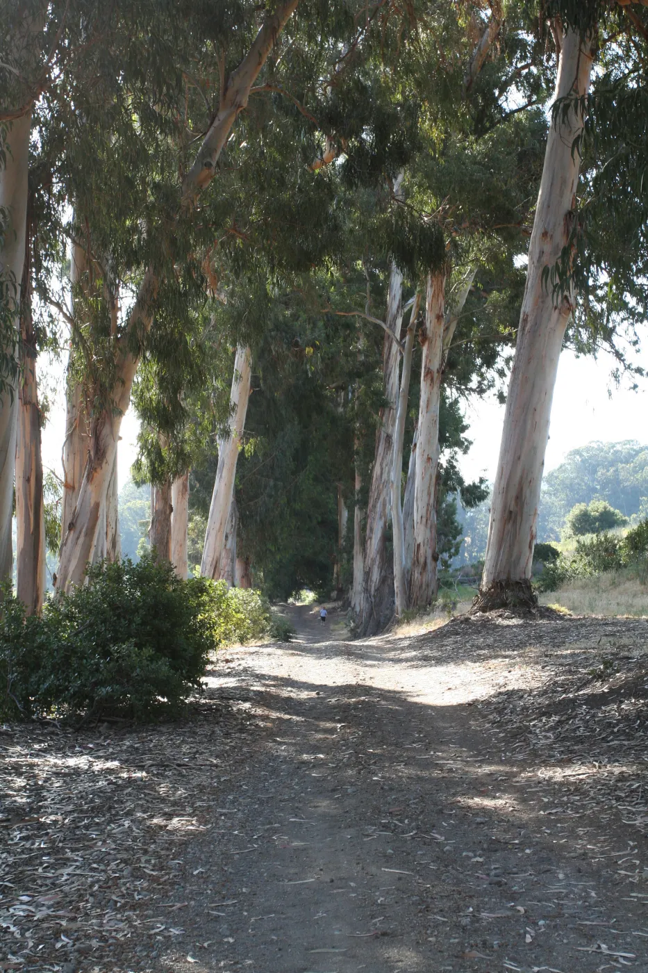 TEAWET, Santa Cruz Island field trip, 2009, Eucalyptus grove