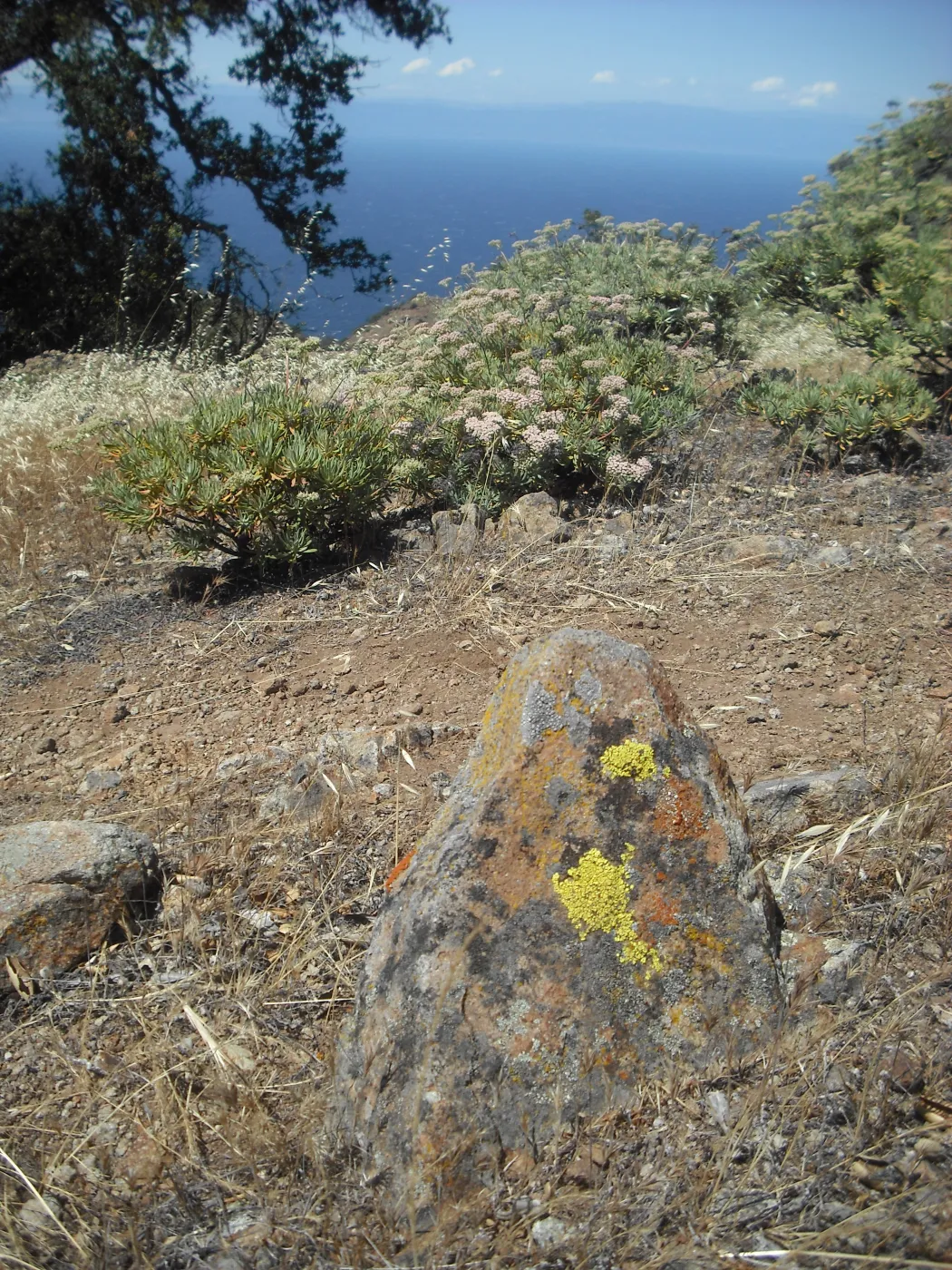 lichen covered rock, Diablo Peak, SBBG Field Trip to Santa Cruz Island, 2011