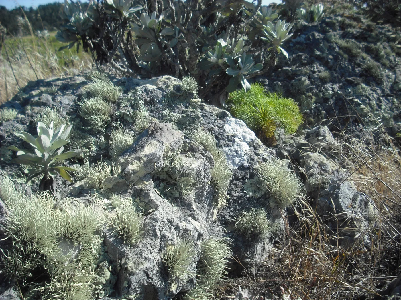 lichen covered rock, Lagunitas Secas Road, SBBG Field Trip to Santa Cruz Island, 2011