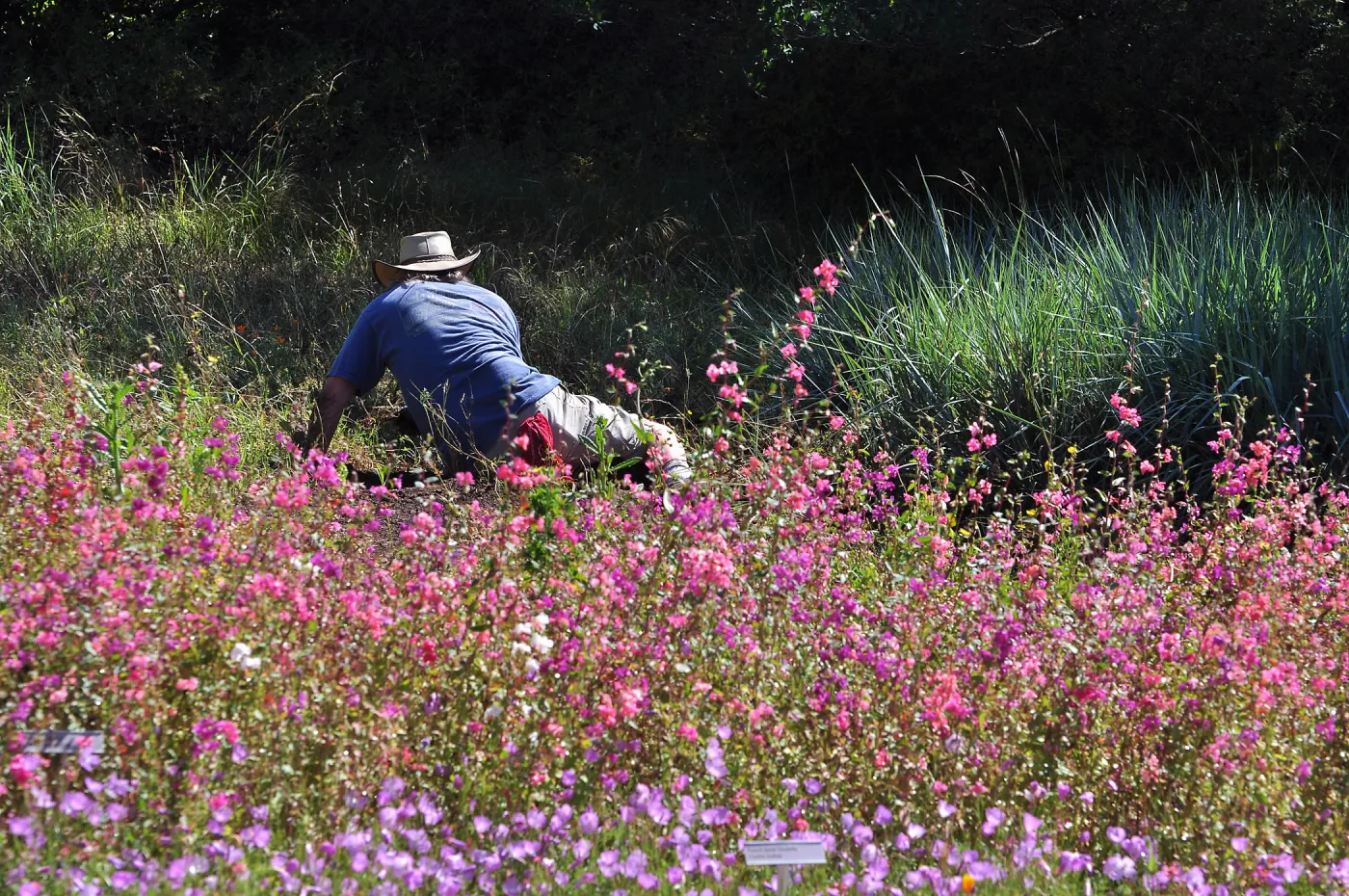 volunteer gardener, weeding in the Meadow, clarkia, wildflowers, SBBG