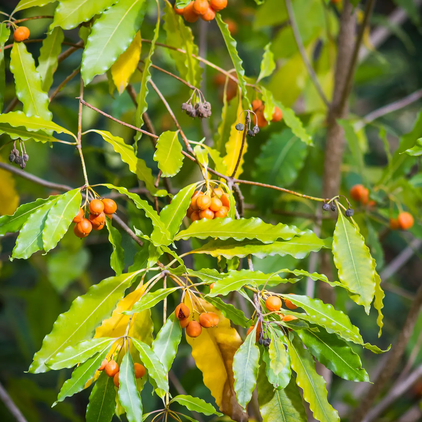 Pittosporum