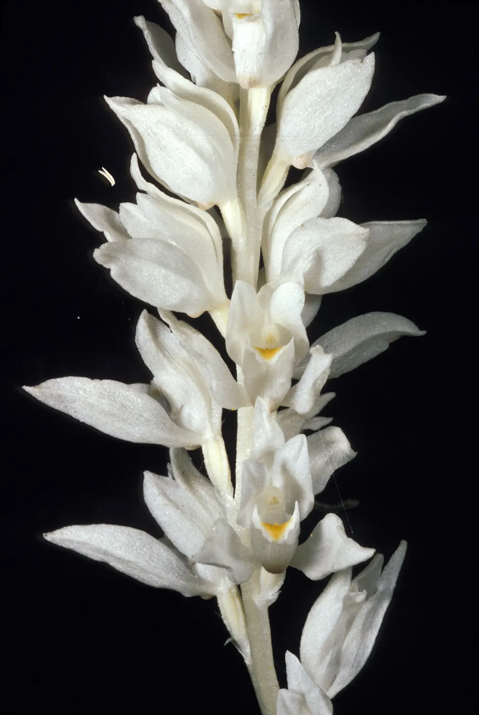 Cephalanthus austinae close