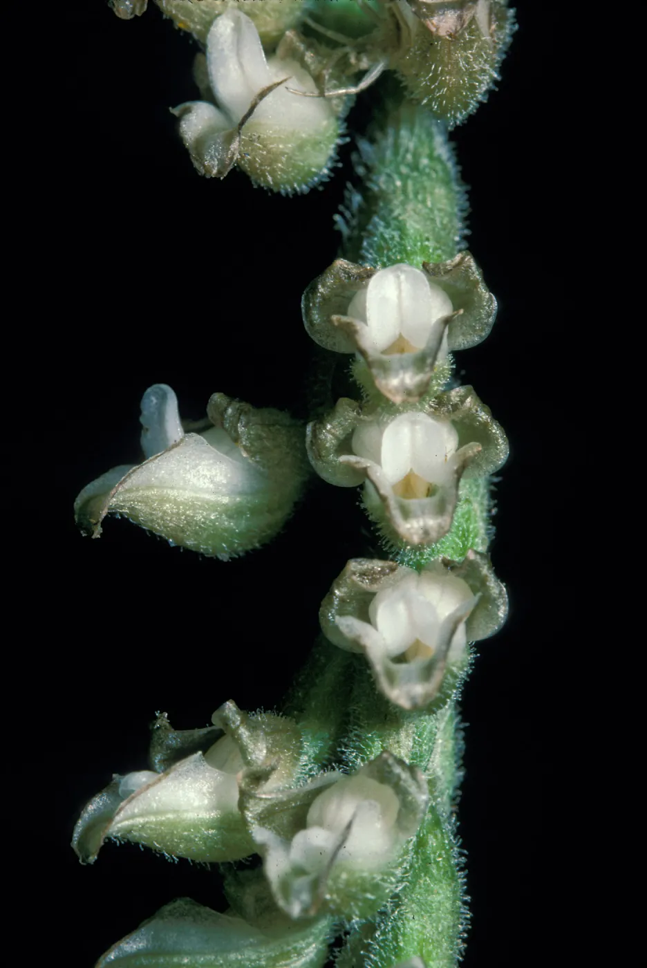 Goodyera flower close-up