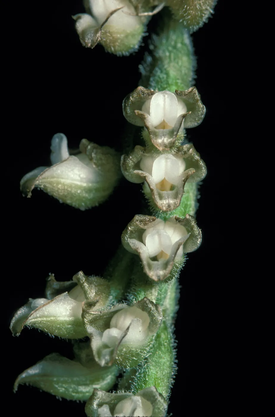 Goodyera flower close-up
