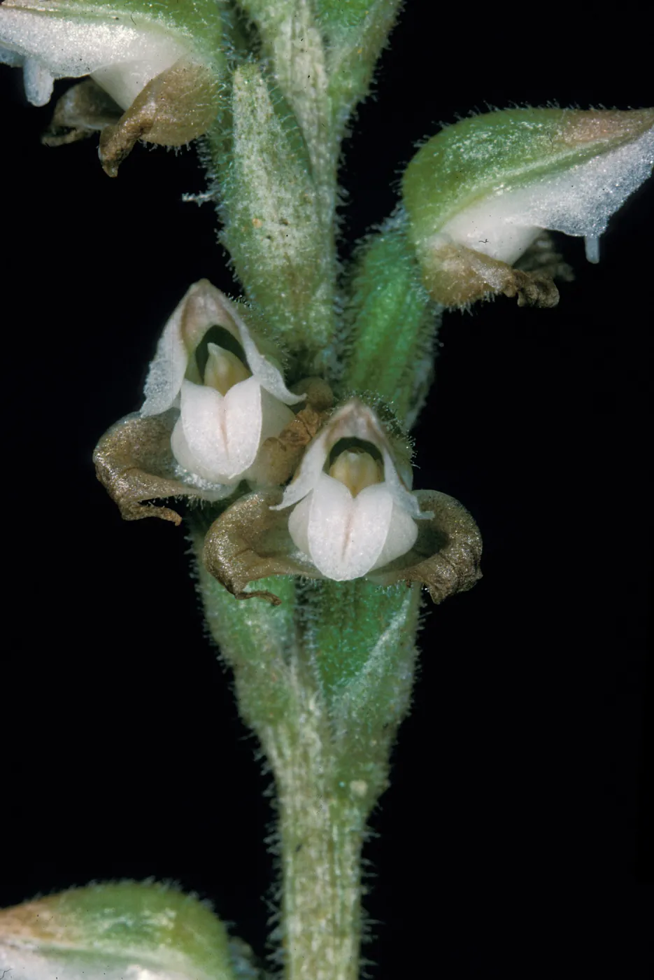 Goodyera flower close-up