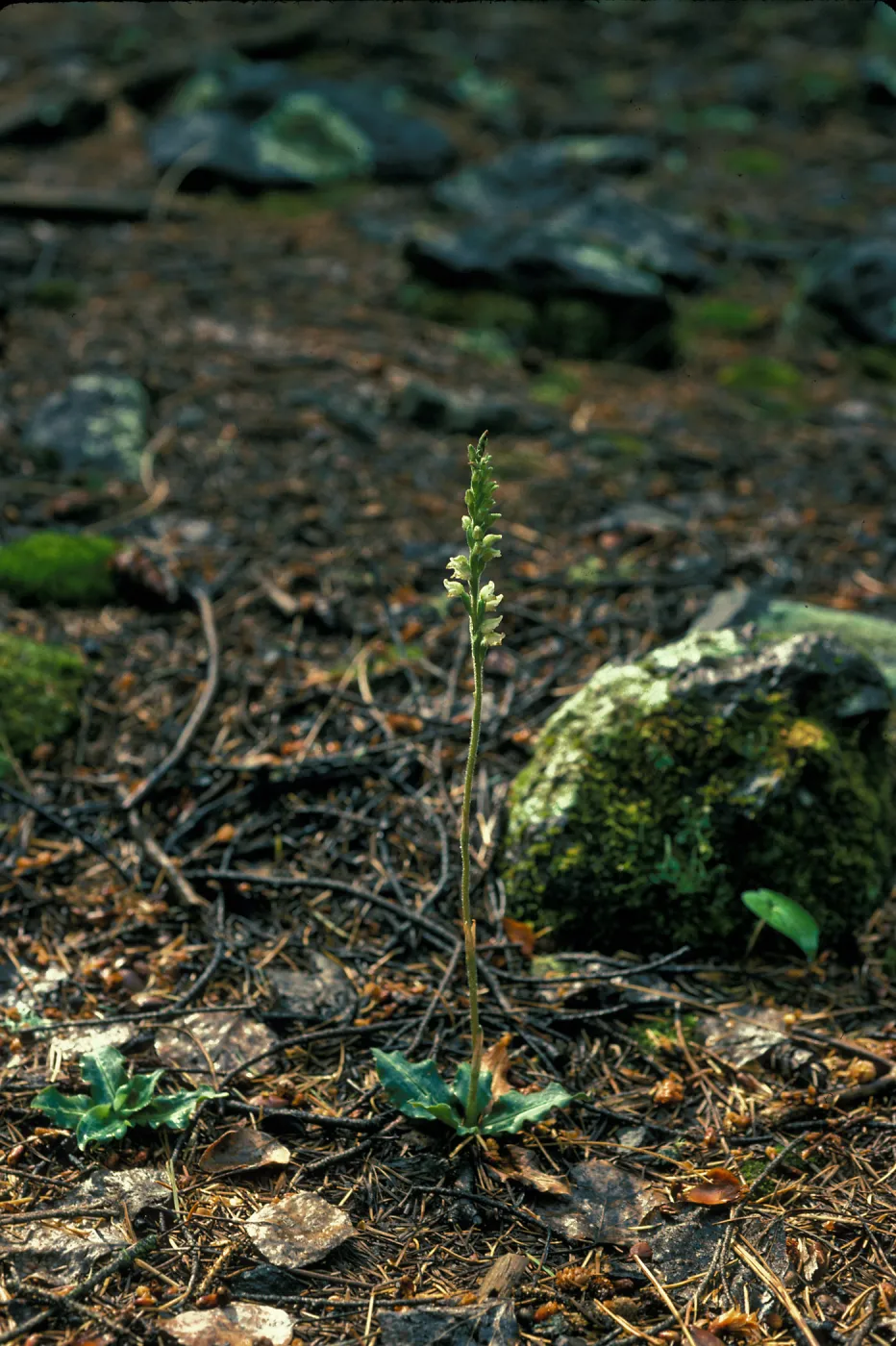 Goodyera flower