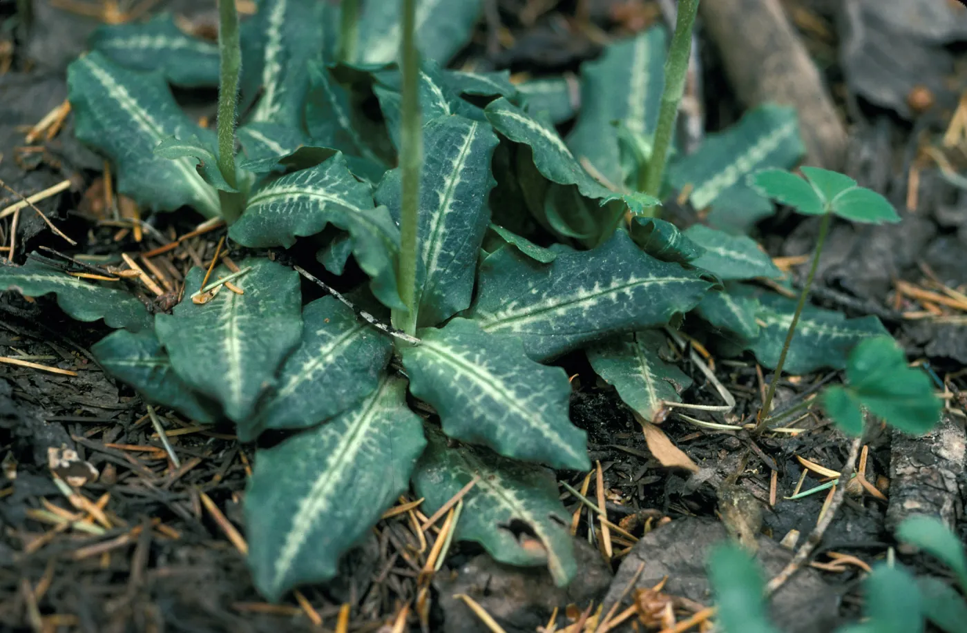 Goodyera leaves