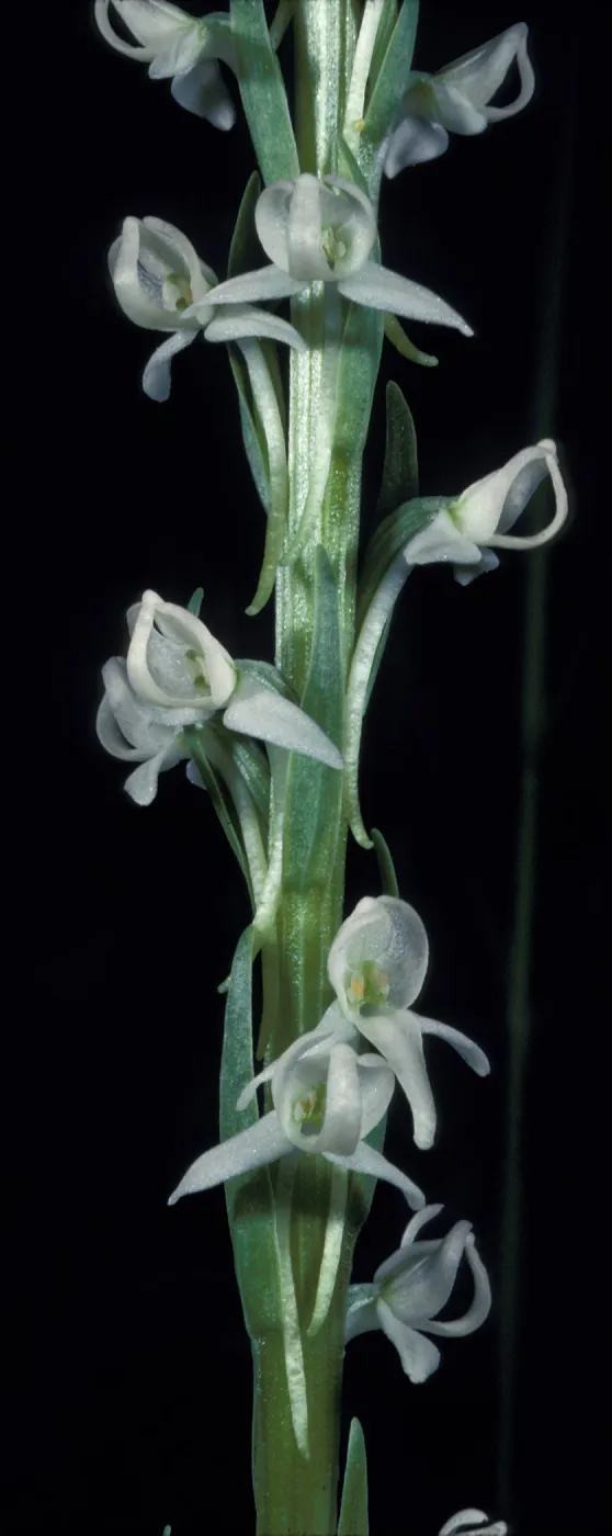 Platanthera dilitata