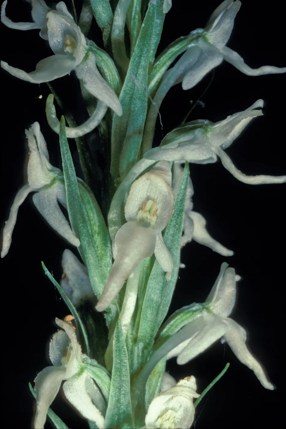 Platanthera dilitata close-up