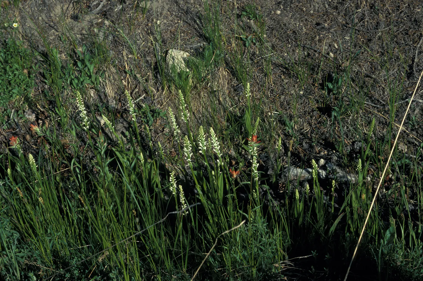 Platanthera dilitata habitat