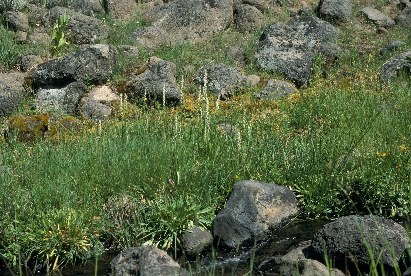 Platanthera dilitata