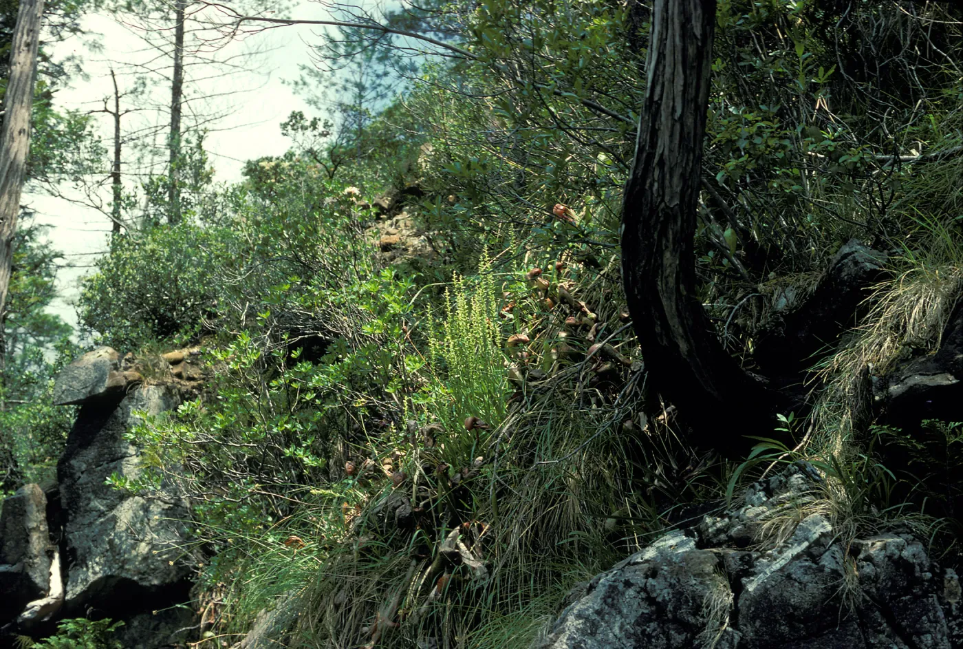 Platanthera sparsiflora habitat