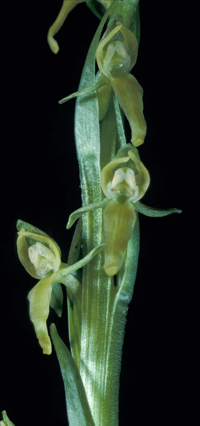 Platanthera sparsiflora tescamnis