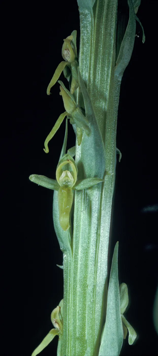 Platanthera sparsiflora tescamnis