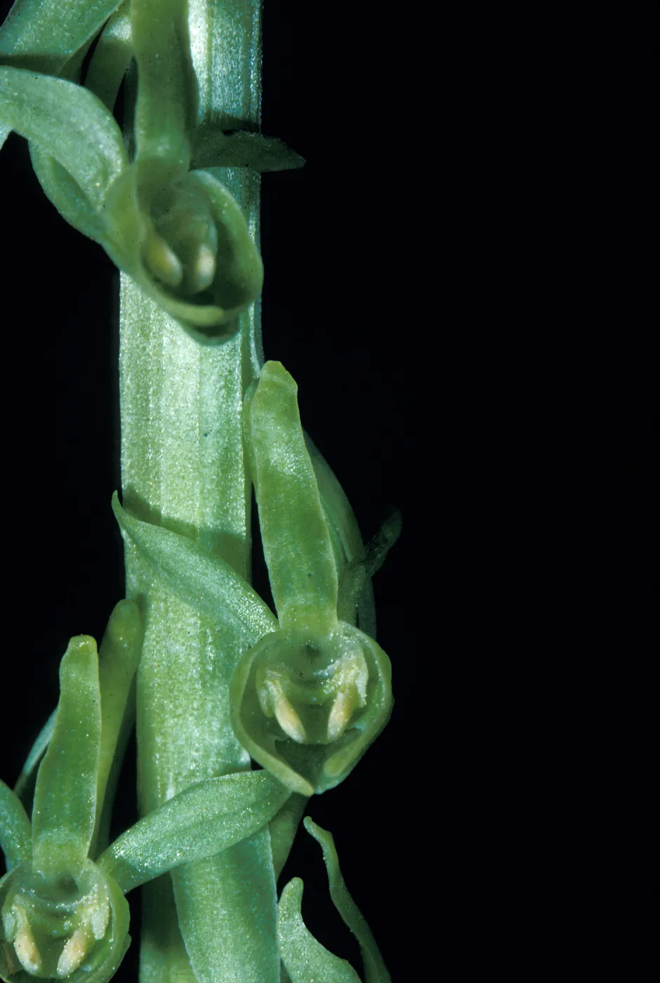 Platanthera sparsiflora
