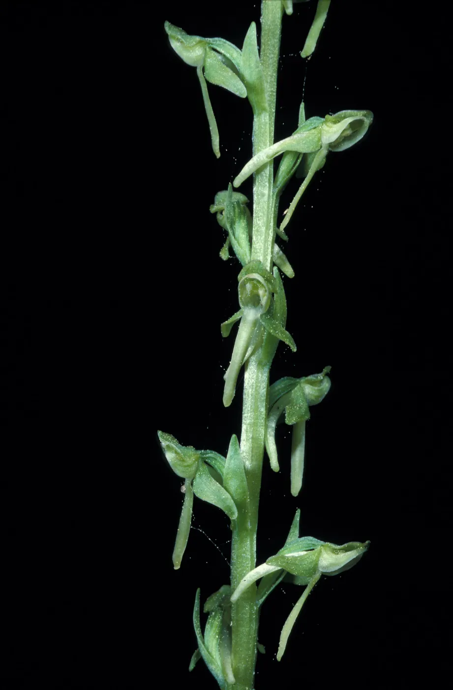 Platanthera sparsiflora