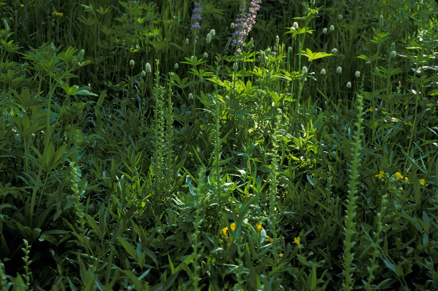 Platanthera sparsiflora