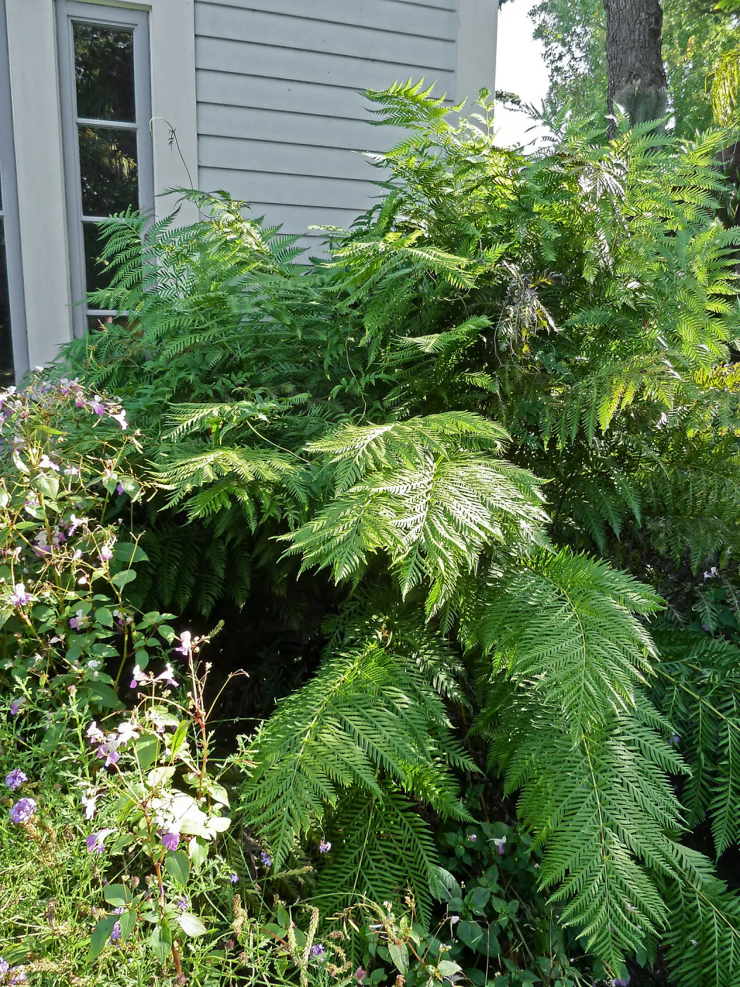 Woodwardia