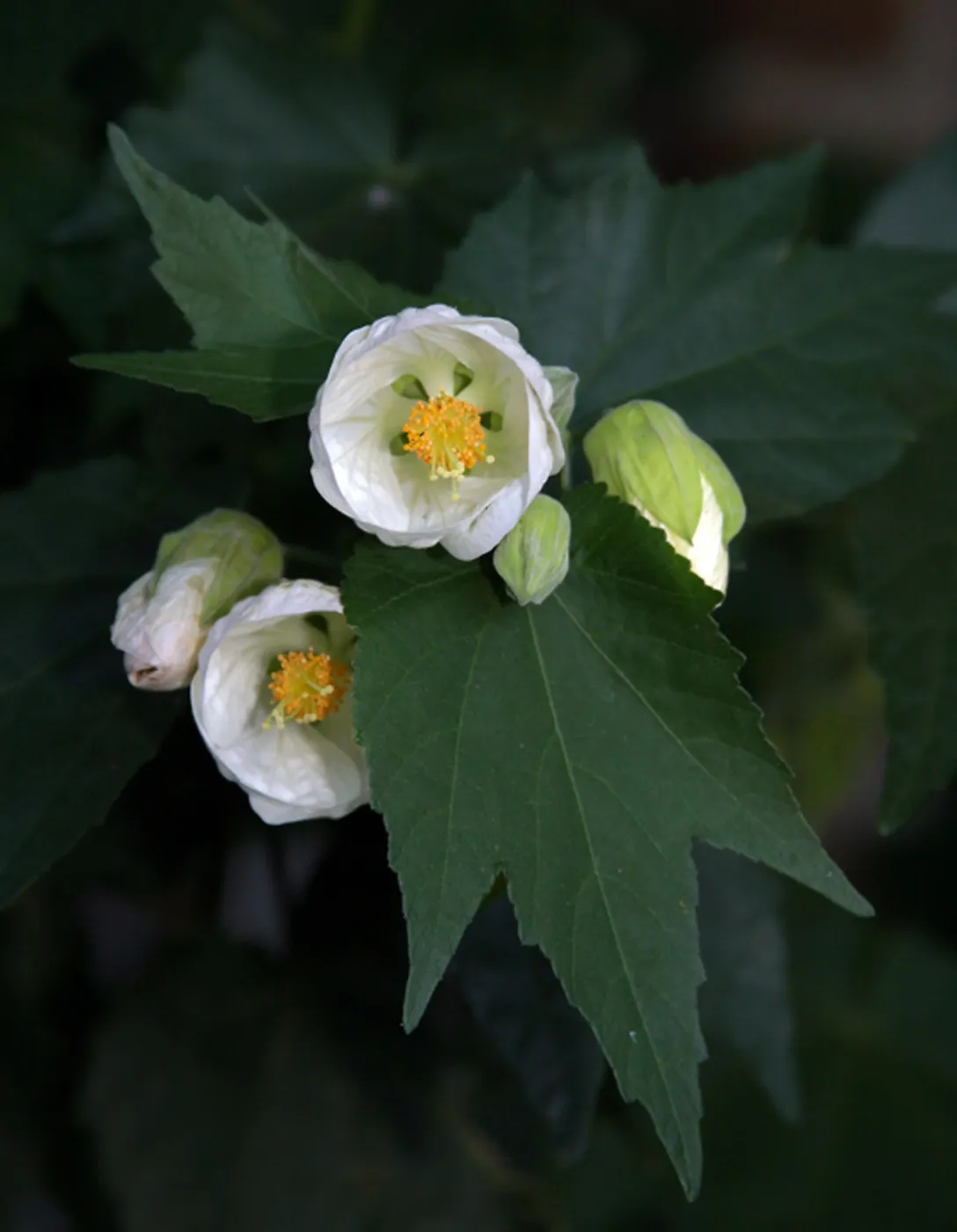 Abutilon, First Place Winner in 2011 Photo Contest Botanical Closeup category