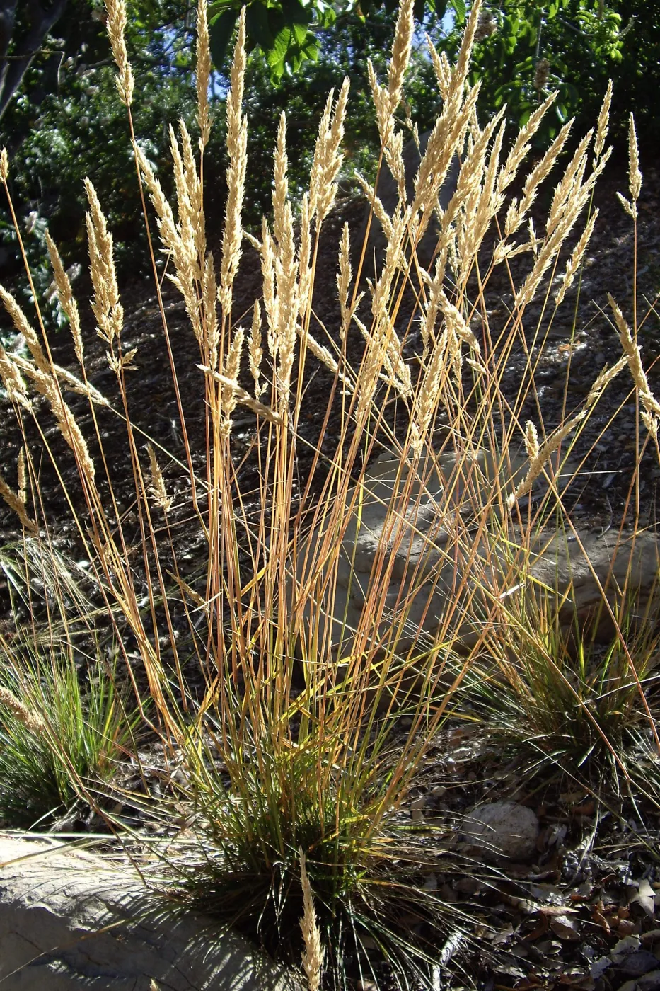 Bloom in July, Calamagrostis ophitidis