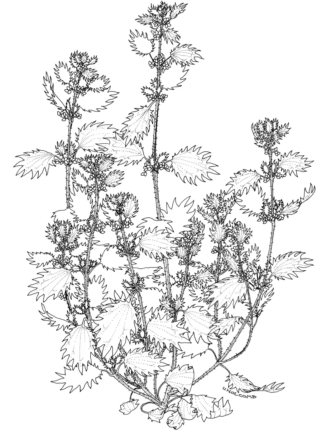 Dwarf Nettle