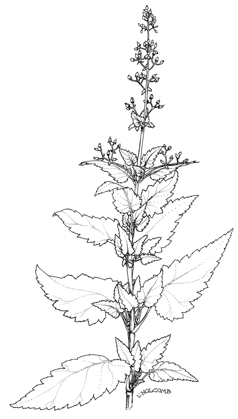 Figwort