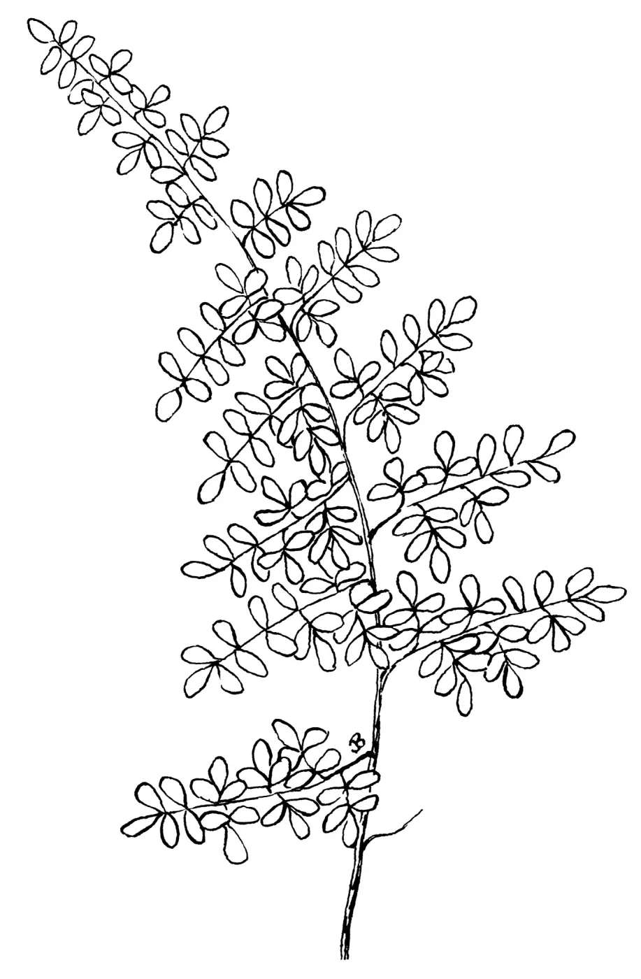 Coffee Fern