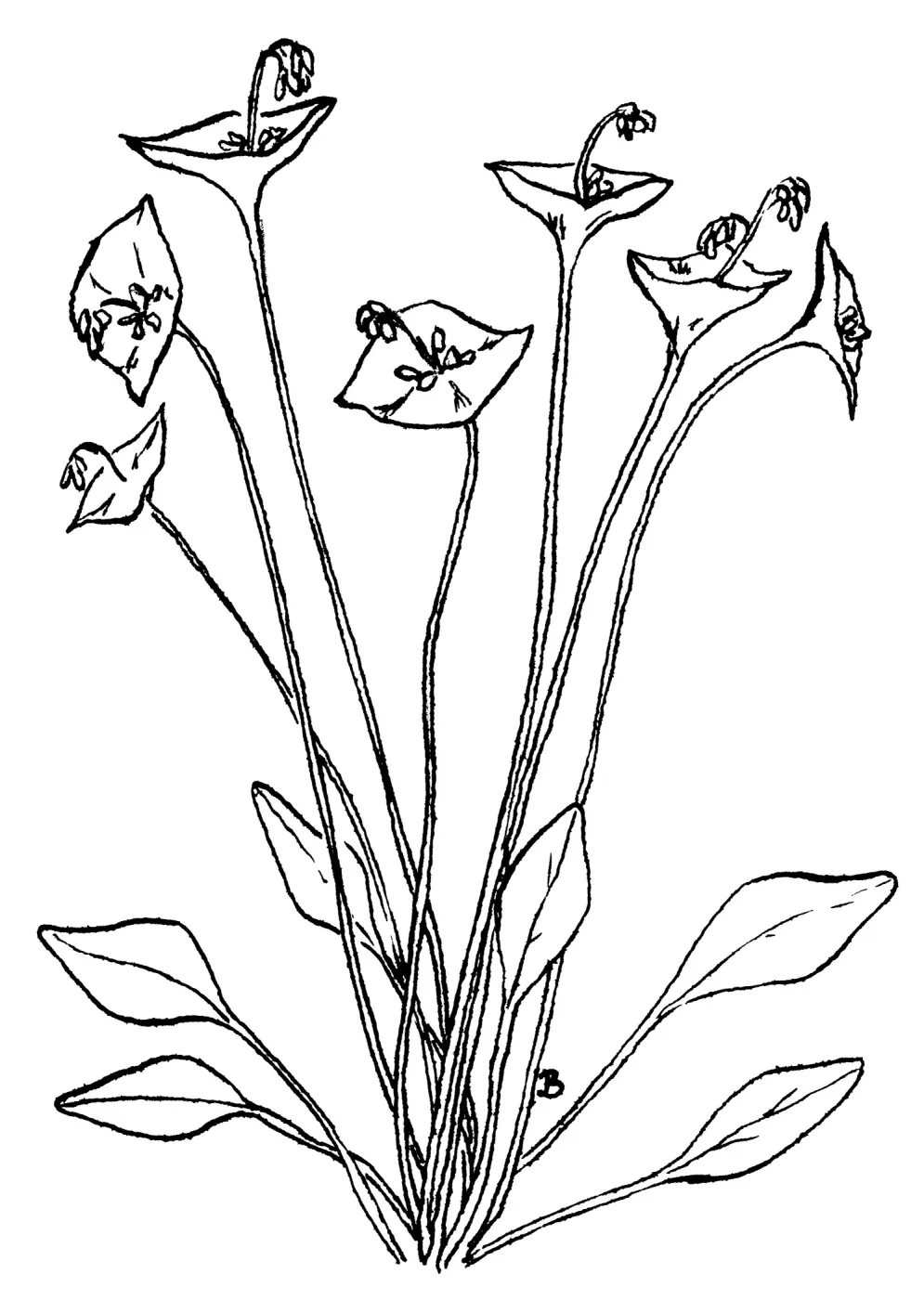 Miners Lettuce
