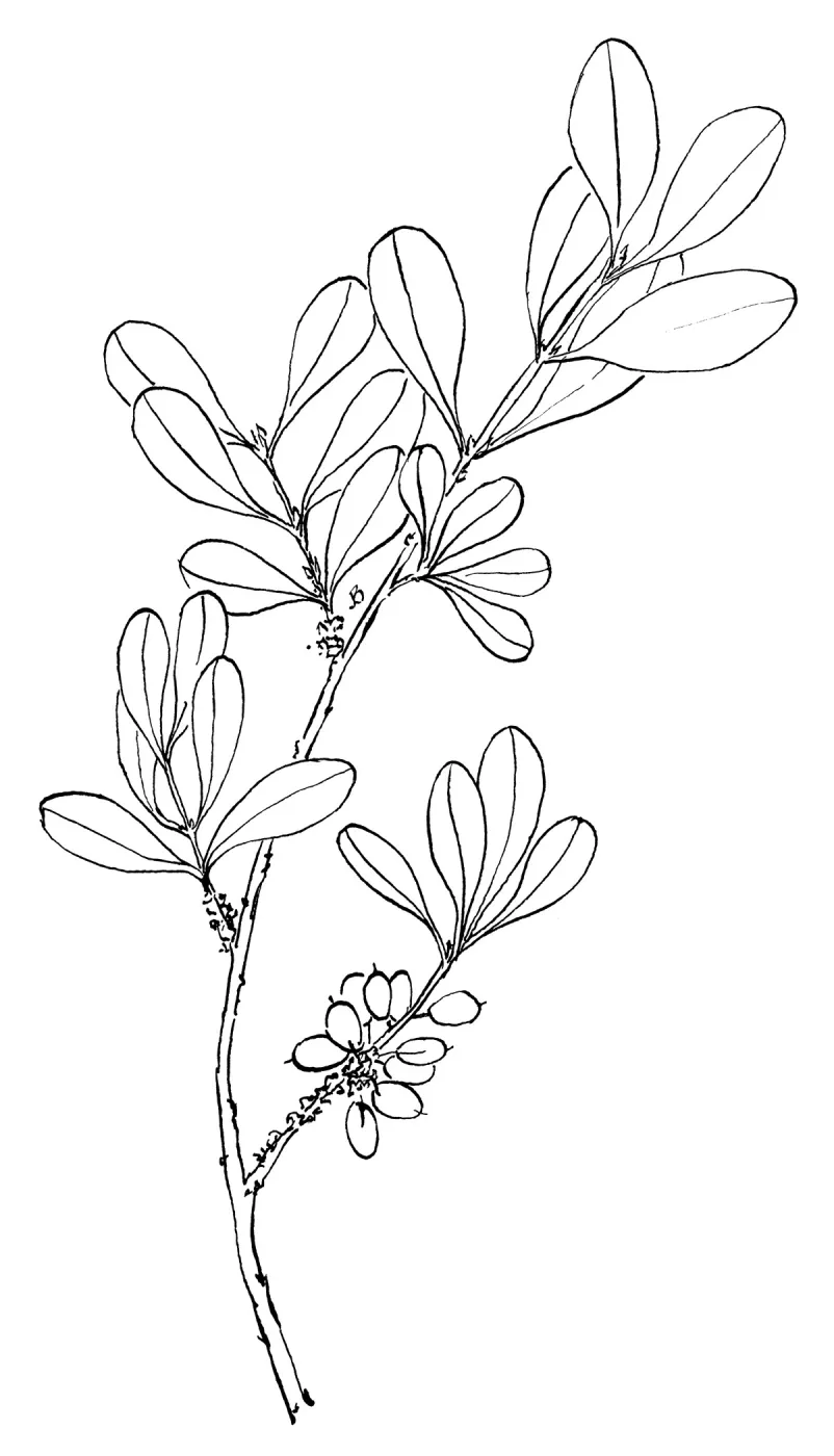 Desert Olive