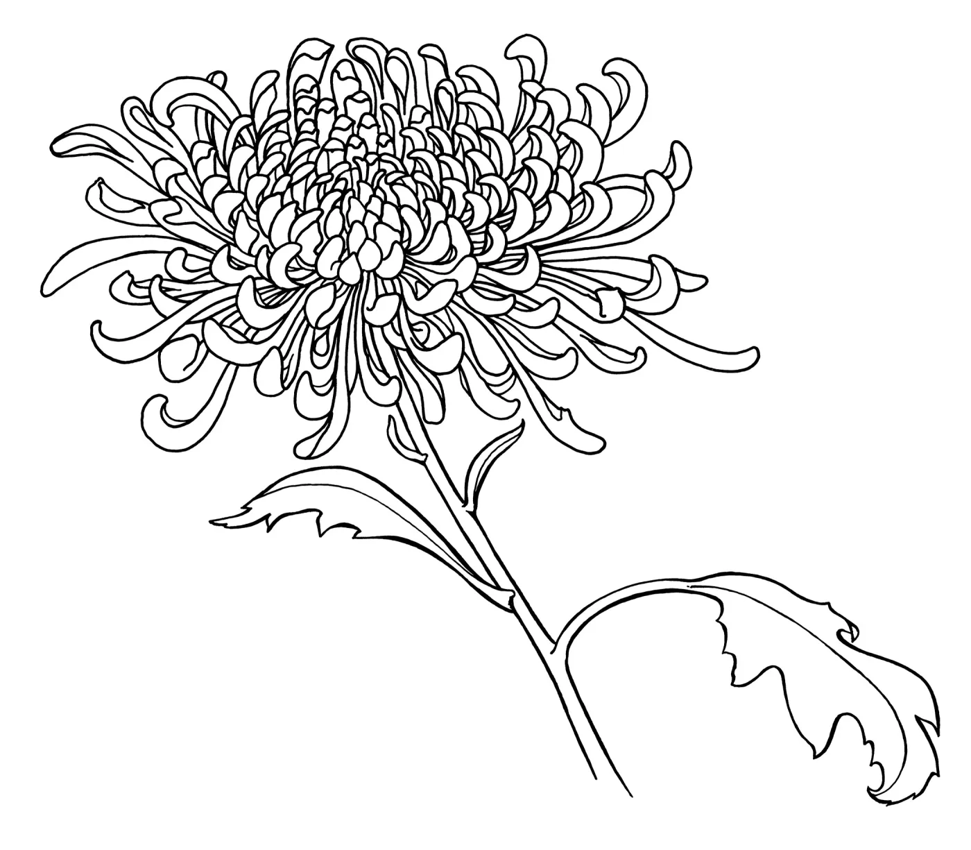 Chrysanthemum