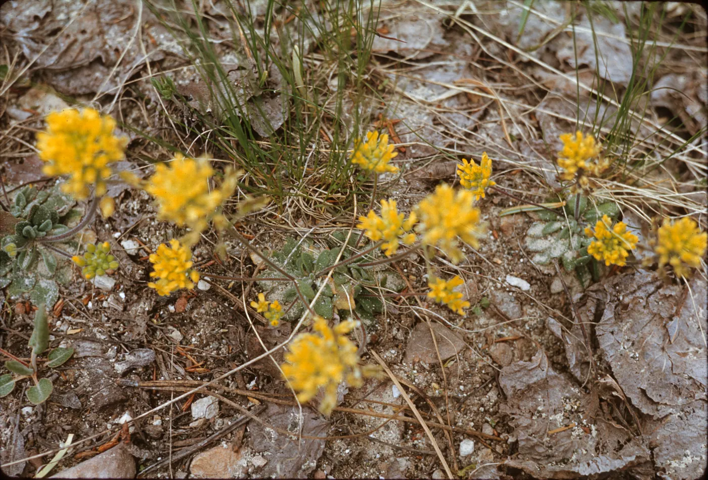 Draba asprella