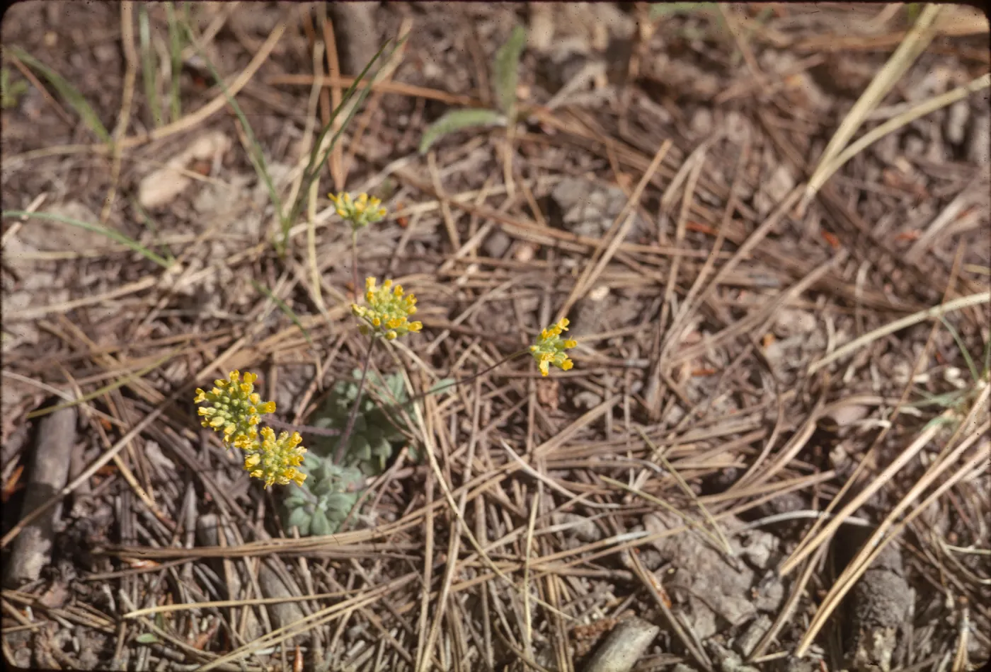 Draba asprella