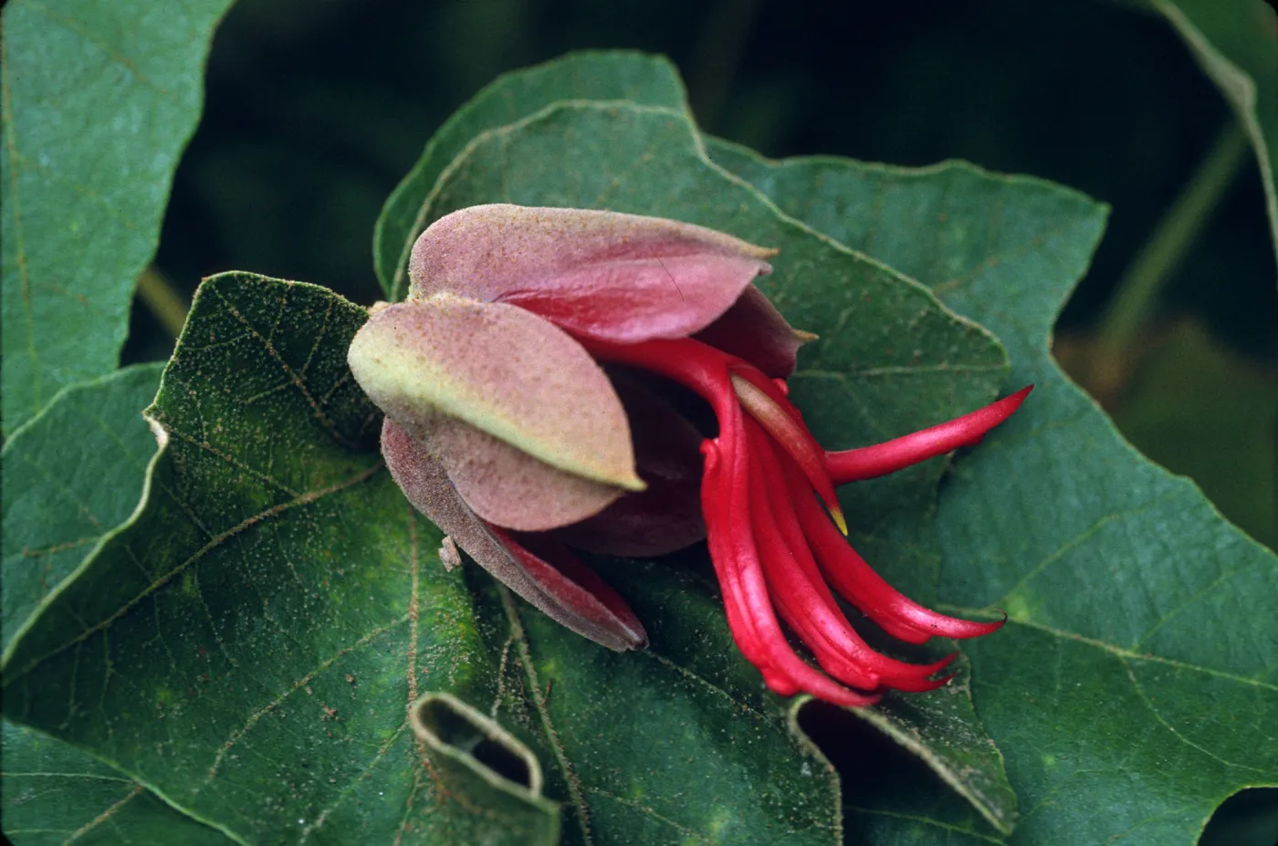 Chiranthodendron