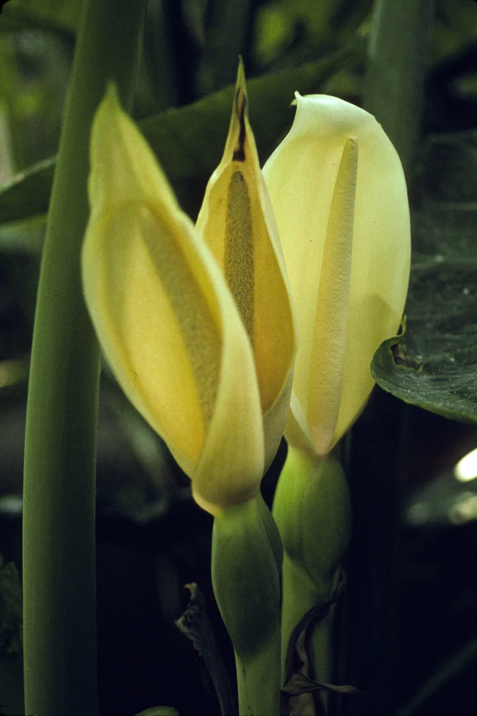 Xanthosoma