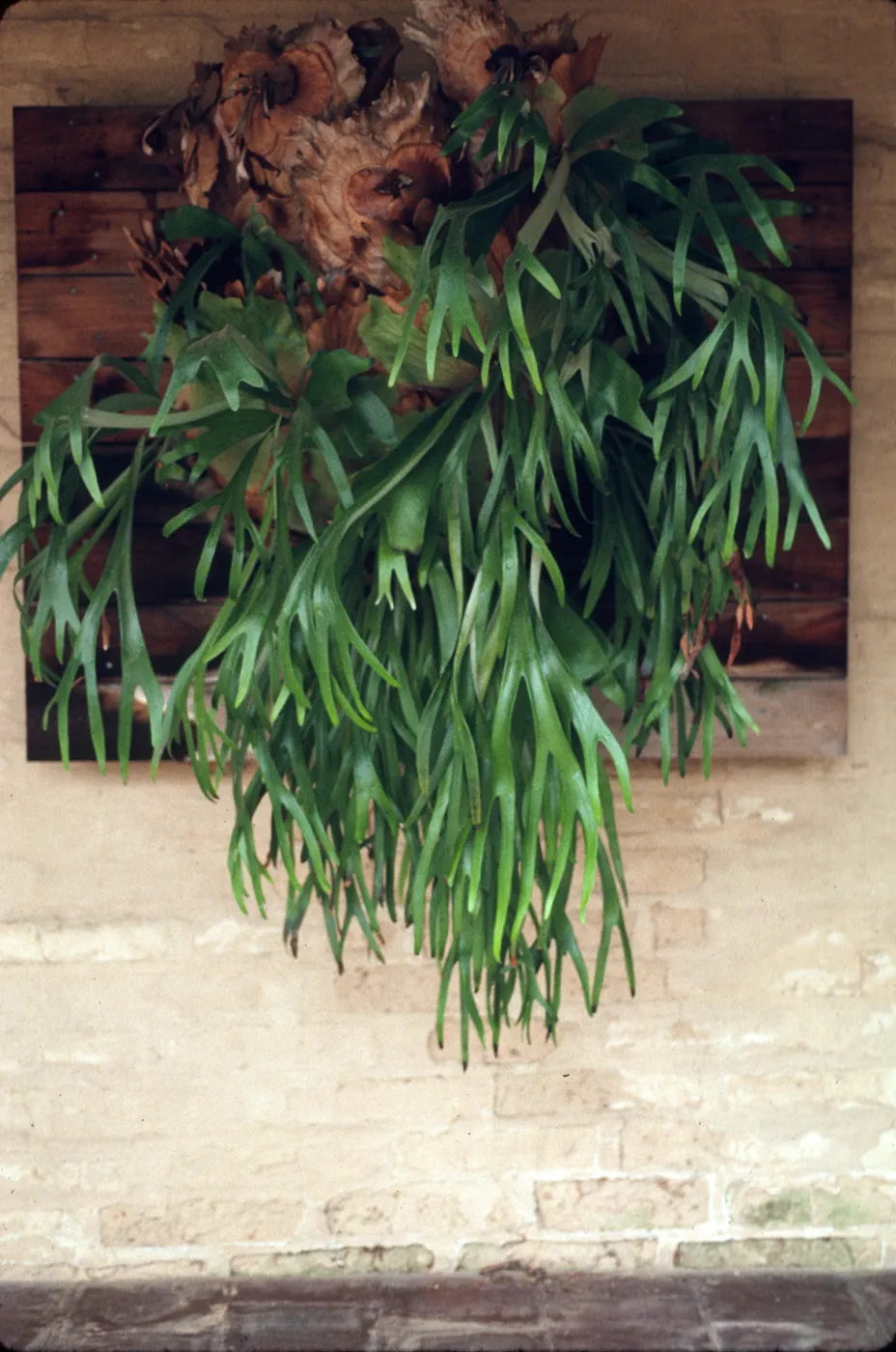 Platycerium