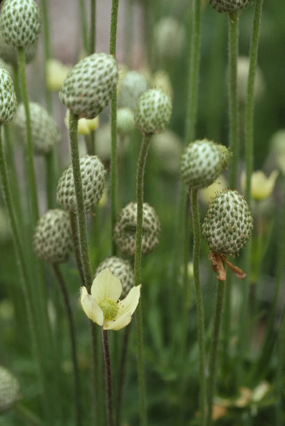 Anemone multifida