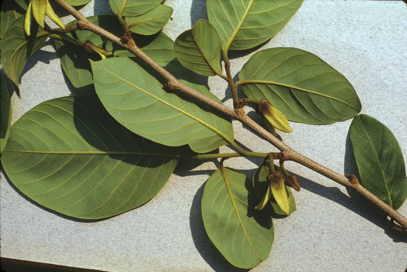 Annona