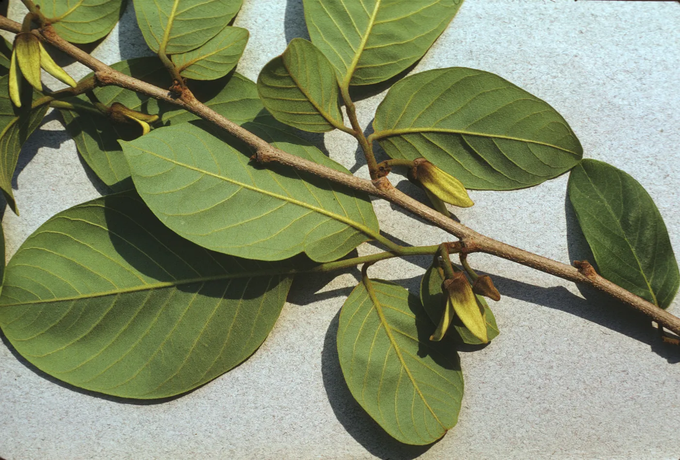 Annona