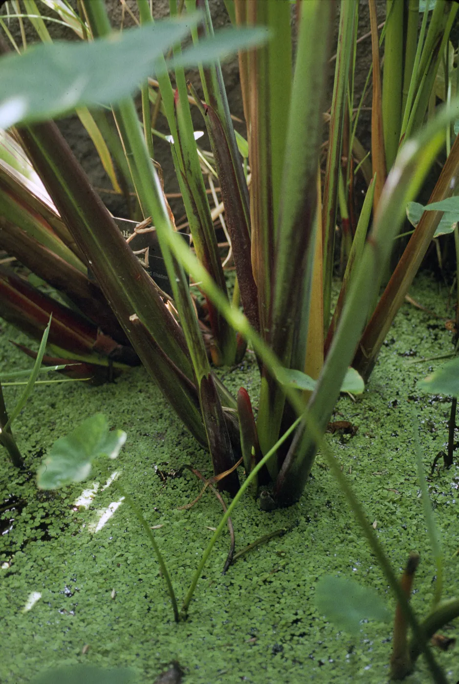 Colocasia esculenta