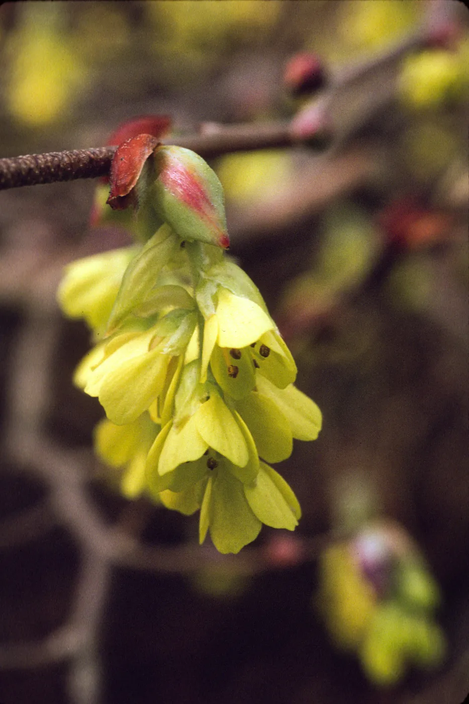 Corylopsis veitchiana