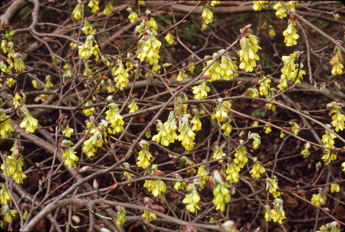 Corylopsis veitchiana