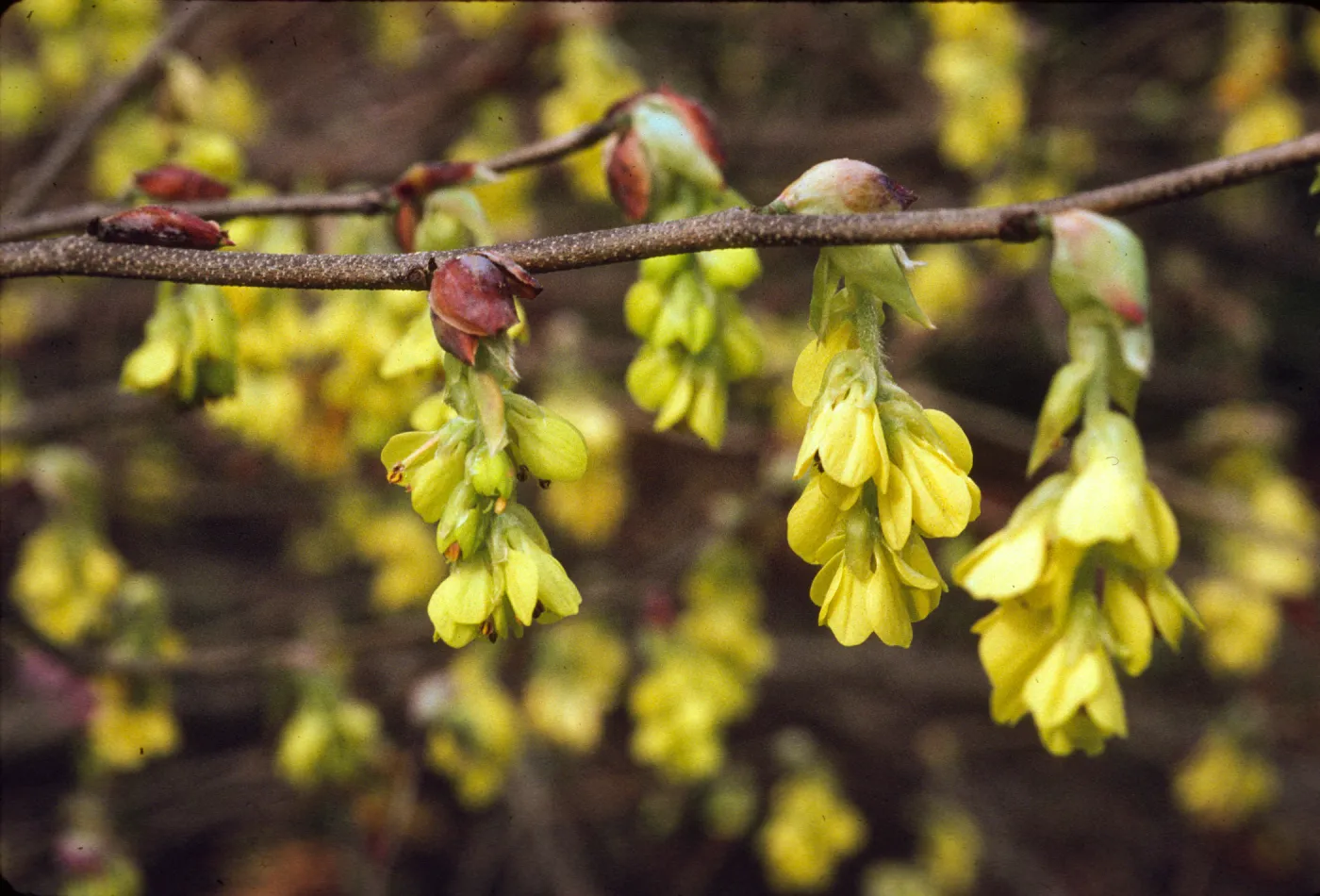 Corylopsis veitchiana