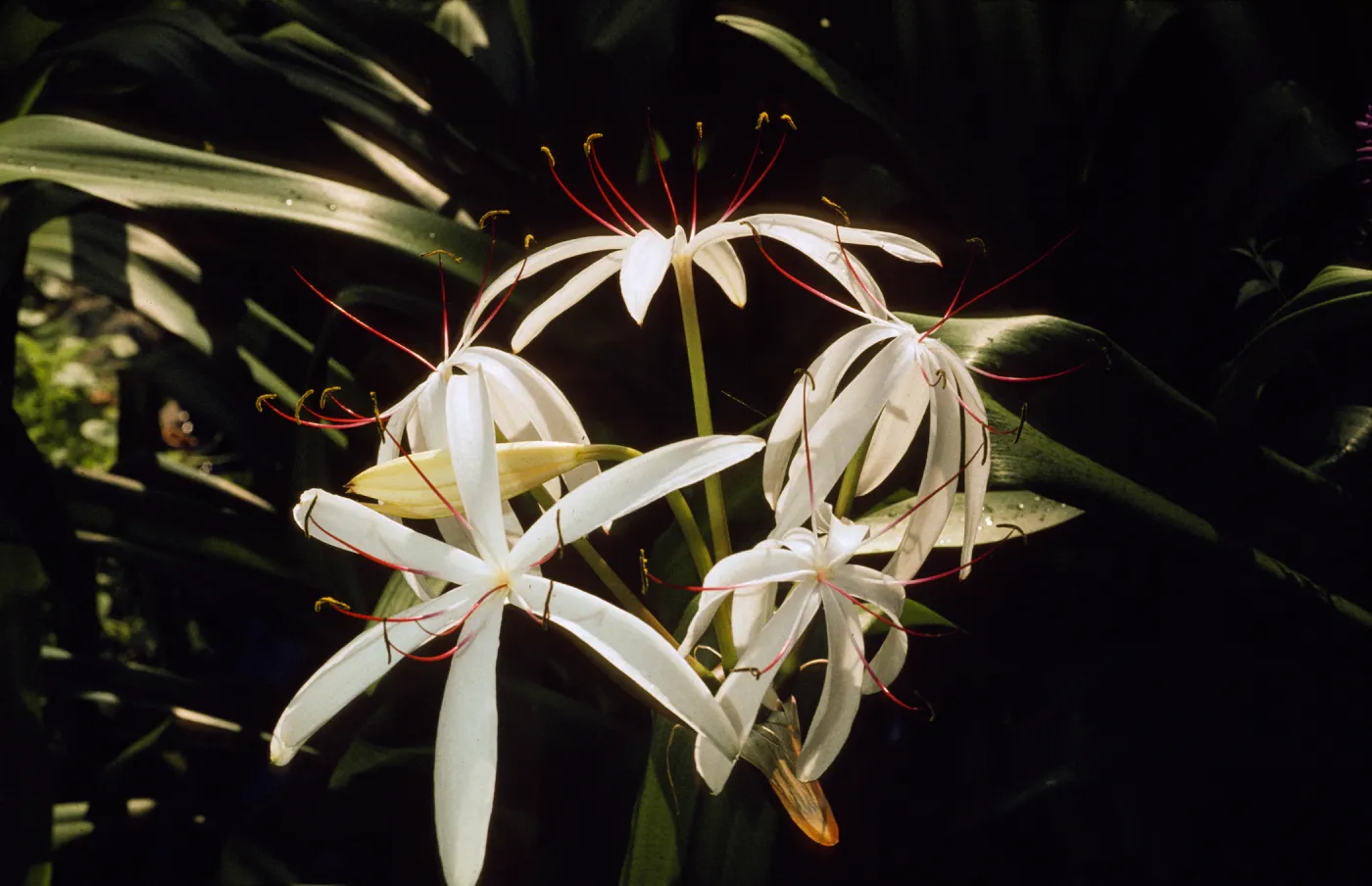 Crinum americanum