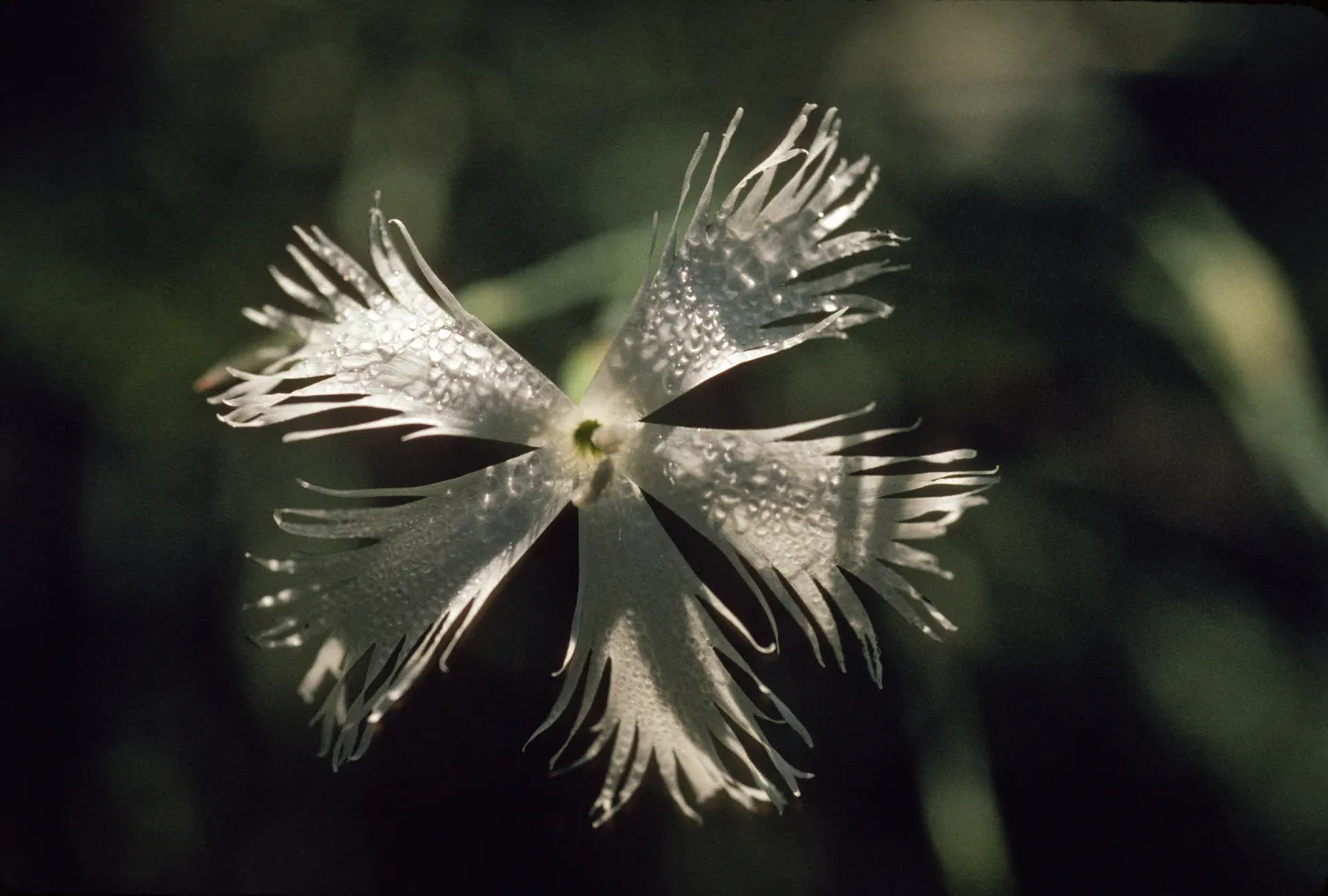 Dianthus serotinus
