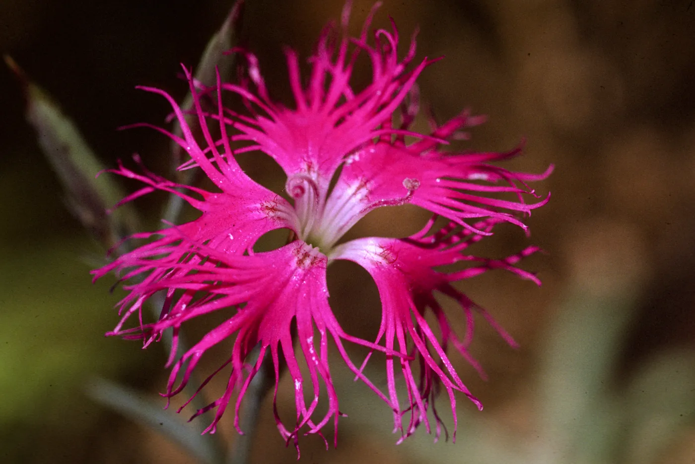 Dianthus superbus
