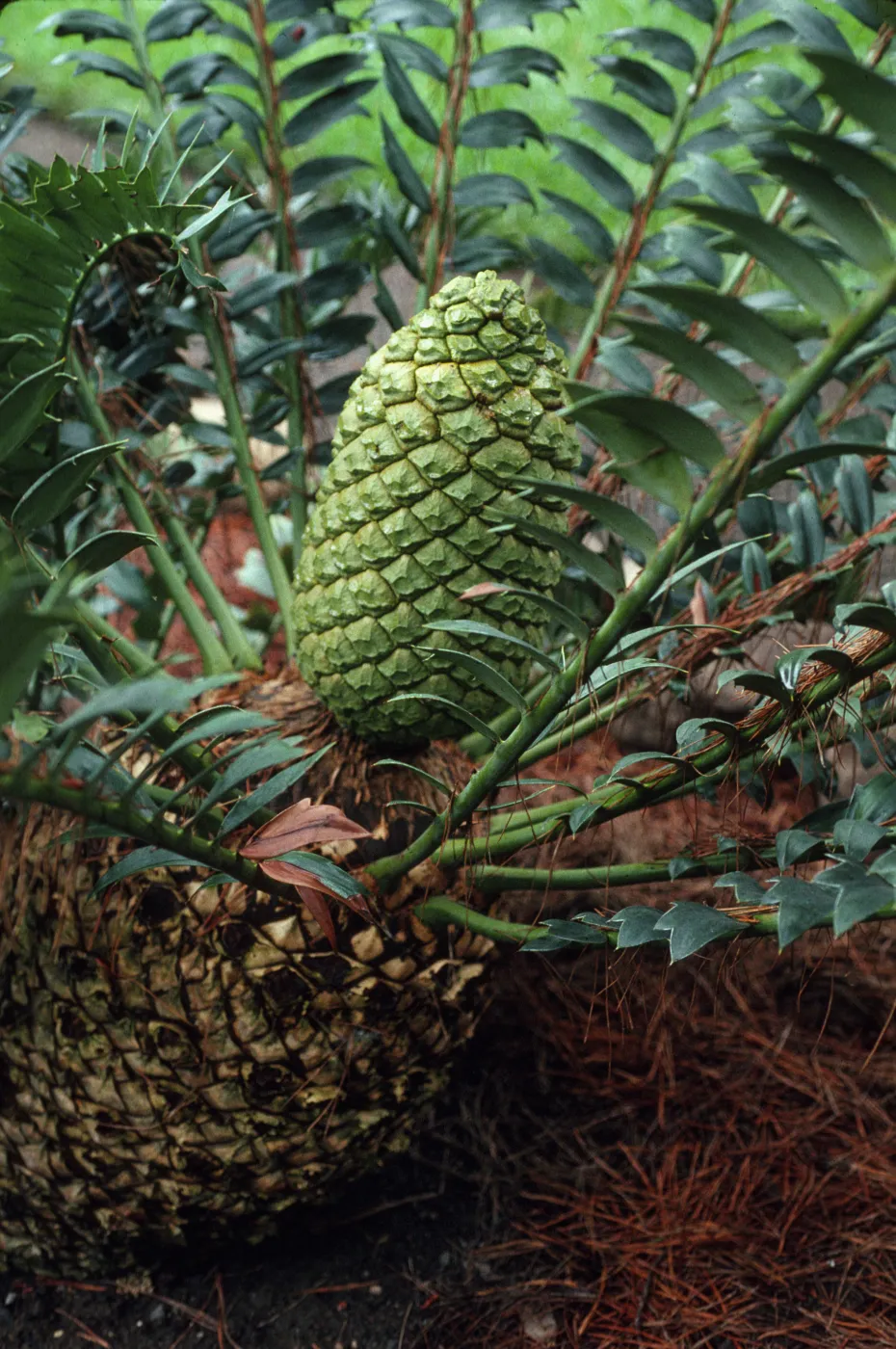 Encephalartos, female