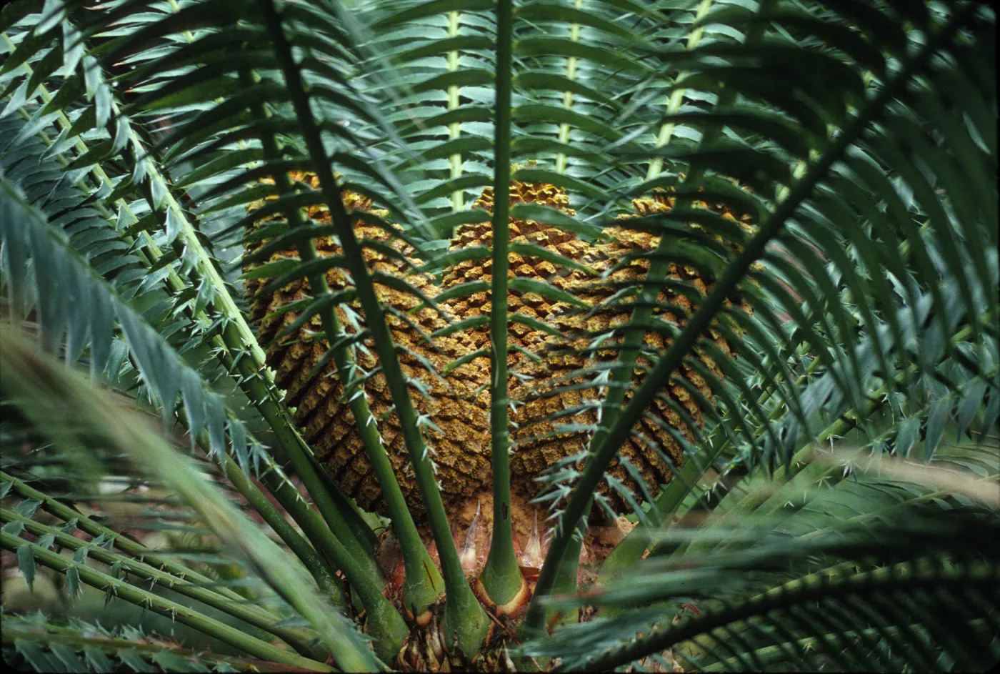 Encephalartos, male
